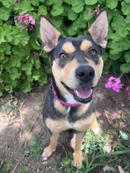 Sade -  Australian Kelpie Dog Available for Adoption in Yuba City, California - Sade | PetCurious
