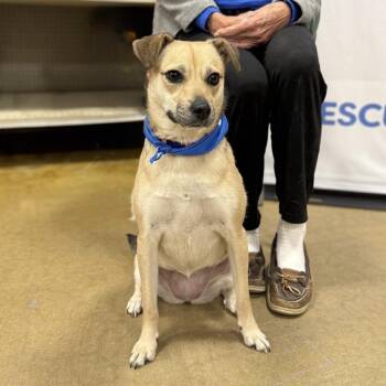Terrier Dogs Available for Adoption in Waterford, New Jersey - SAGE | PetCurious