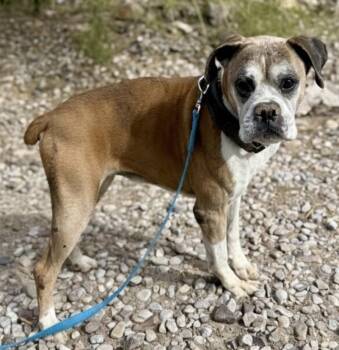 Boxer Dogs Available for Adoption in Denver, Colorado - Ducky | PetCurious