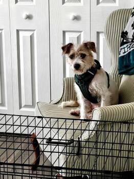 Dougie -  Terrier Dog for Adoption in Berlin, New Jersey - Dougie | PetCurious
