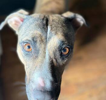 Rescue Mountain Cur Dogs for Adoption in Ayden, North Carolina - Callie | PetCurious