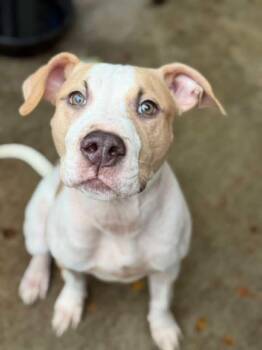Mayonnaise -  Pit Bull Terrier Dog for Adoption in Chicago, Illinois - Mayonnaise | PetCurious