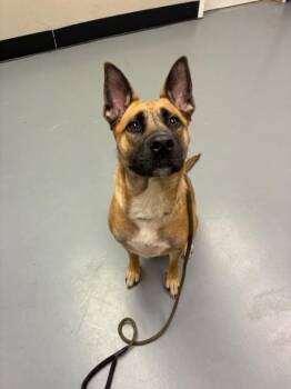 Elsa -  German Shepherd Dog Dog for Adoption in Phoenix, Oregon - Elsa | PetCurious