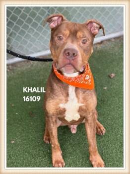 Bull Terrier Dogs Available for Adoption - KHALIL | PetCurious