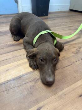 Labrador Retriever and Mixed Breed Dogs Available for Adoption - Clover | PetCurious