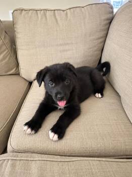 Emma  copy #5 -  Labrador Retriever and Terrier Dog for Adoption in Saugus, Massachusetts - Emma  Copy #5 | PetCurious