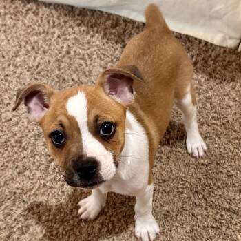 Boston Terrier Dogs Available for Adoption in La Grange, Kentucky - Beacon | PetCurious