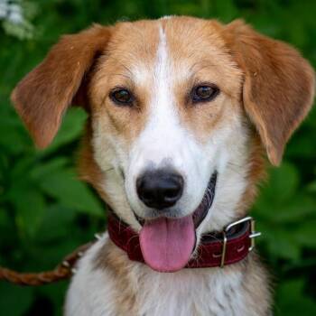 Leah -  English Foxhound and Pointer Dog for Adoption in Morristown, New Jersey - Leah | PetCurious