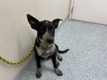 PIPER -  Australian Cattle Dog Blue Heeler and Mixed Breed Dog for Adoption in Rowlett, Texas - PIPER | PetCurious