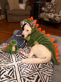Petey -  Labrador Retriever and Australian Cattle Dog Blue Heeler Dog for Adoption in Westwood, New Jersey - Petey | PetCurious