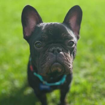 French Bulldog Dogs Available for Adoption in West Falls, New York - Chaos | PetCurious