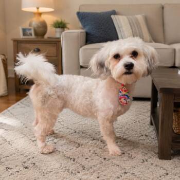 Murphy -  Bichon Frise Dog for Adoption in La Grange, Kentucky - Murphy | PetCurious