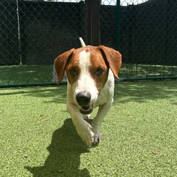 Biqo 3875 -  Basset Hound and Mixed Breed Dog for Adoption in Loxahatchee Groves, Florida - Biqo 3875 | PetCurious