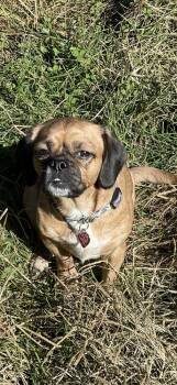 Beagle and Pekingese Dogs Available for Adoption in Dunmore, Pennsylvania - Lucy | PetCurious