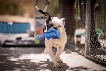 Shmoo -  Boxer and English Bulldog Dog for Adoption in Twentynine Palms, California - Shmoo | PetCurious