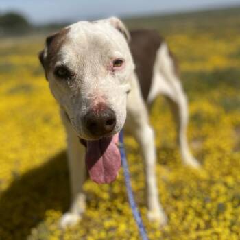 Little Dude -  Pit Bull Terrier and Mixed Breed Dog Available for Adoption in Wadena, Minnesota - Little Dude | PetCurious