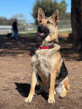 Ryder -  German Shepherd Dog Dog for Adoption in San Diego, California - Ryder | PetCurious