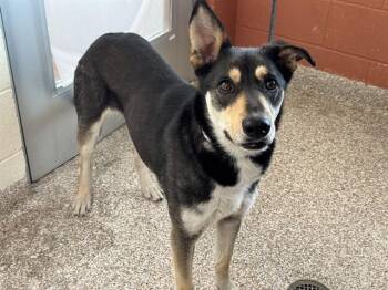 Australian Cattle Dog Blue Heeler and Husky Dogs Available for Adoption in Colorado Springs, Colorado - SADIE | PetCurious