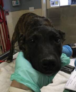 Cane Corso and Mixed Breed Dogs Available for Adoption in Riverside, California - JASMINE | PetCurious