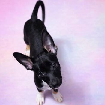 Belle -  Rat Terrier Dog for Adoption in Kim, Colorado - Belle | PetCurious