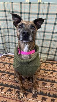 Rescue Terrier Dogs for Adoption - Finley | PetCurious