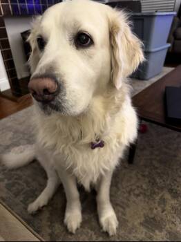 Rylie -  Golden Retriever Dog for Adoption in Shreveport, Louisiana - Rylie | PetCurious