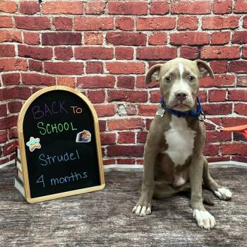 Strudel -  Pit Bull Terrier Dog for Adoption in Albany, New York - Strudel | PetCurious