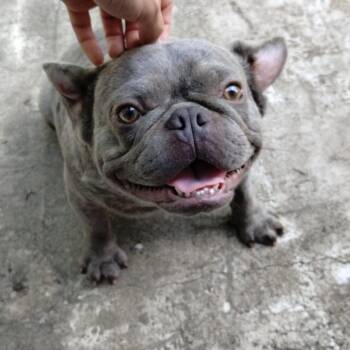 Beefy -  French Bulldog Dog for Adoption in Montgomery, Texas - Beefy | PetCurious