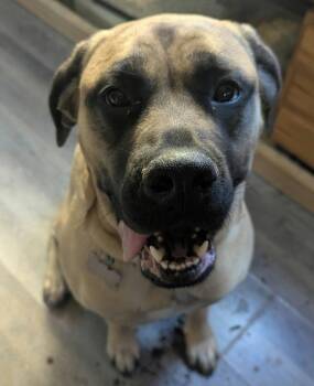 Sunny *foster/adopter needed* -  Mastiff Dog for Adoption in Minneapolis, Minnesota - Sunny *foster/adopter Needed* | PetCurious