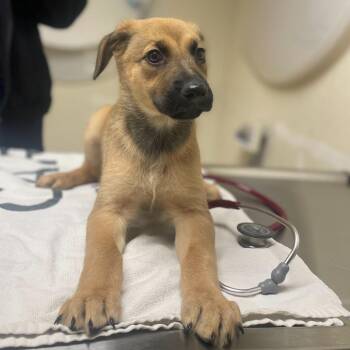 Shepherd and Mixed Breed Dogs Available for Adoption in Riverside, California - Winnie | PetCurious