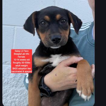 Beagle and Labrador Retriever Dogs Available for Adoption in Oviedo, Florida - Sassy Lil Taco | PetCurious