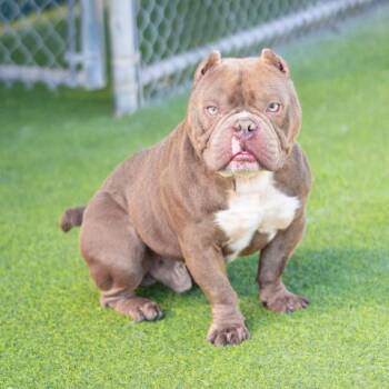 Rescue Staffordshire Bull Terrier and French Bulldog Dogs for Adoption in Camarillo, California - WAGNER | PetCurious
