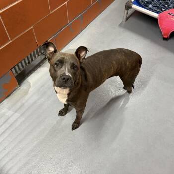 Polly -  Pit Bull Terrier Dog for Adoption in Northbrook, Illinois - Polly | PetCurious