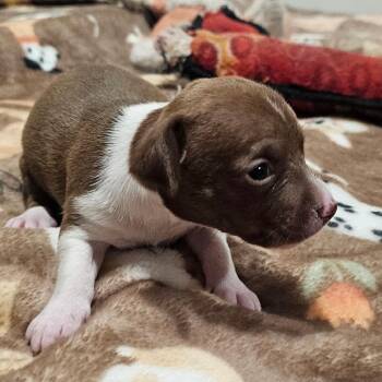 Bam -  Pit Bull Terrier and Chihuahua Dog for Adoption in Oceanside, California - Bam | PetCurious