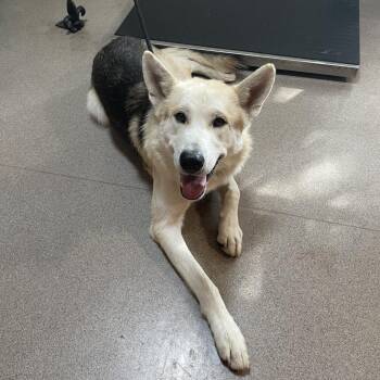 Skipper -  Shepherd and Mixed Breed Dog for Adoption in Pasadena, California - Skipper | PetCurious