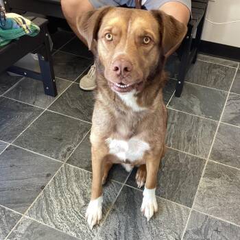 Shepherd Dogs Available for Adoption - Ares | PetCurious