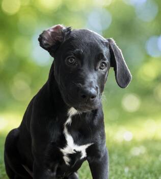 Baby Mickey -  Labrador Retriever and Retriever Dog for Adoption in San Antonio, Texas - Baby Mickey | PetCurious