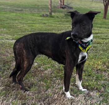 Terrier Dogs Available for Adoption in Brooklyn Center, Minnesota - Serena | PetCurious