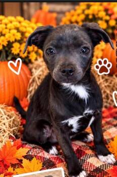 Jaz -  Chihuahua and Mixed Breed Dog for Adoption in Heber City, Utah - Jaz | PetCurious