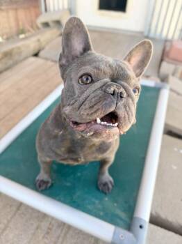 Anita -  French Bulldog Dog for Adoption in Severance, Colorado - Anita | PetCurious