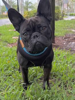 French Bulldog Dogs Available for Adoption - Margaret | PetCurious