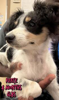 REECE -  Mixed Breed Dog for Adoption in Holbrook, New York - REECE | PetCurious