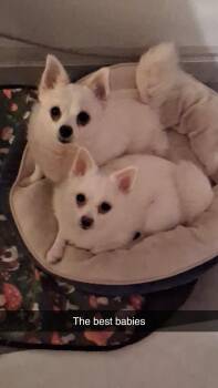 Rescue Pomeranian and Chihuahua Dogs for Adoption in Sanford, North Carolina - PRINCESS PEACH & YOSHI | PetCurious