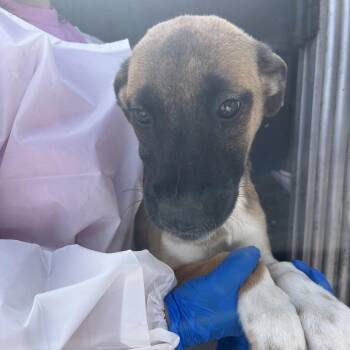 Barbie -  Shepherd and Mixed Breed Dog for Adoption in Edinburg, Texas - Barbie | PetCurious
