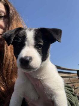 Mixed Breed Dogs Available for Adoption - Calla Lily | PetCurious