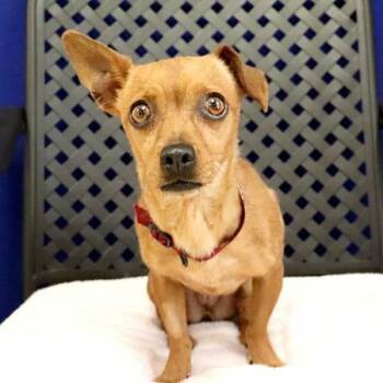 Chihuahua Dogs Available for Adoption in Fort Davis, Texas - Cinnamon | PetCurious
