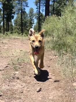 Rescue Cattle Dog Dogs for Adoption in Chinle, Arizona - Chesterfield | PetCurious