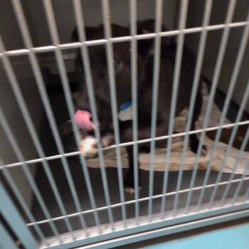 Mixed Breed Dogs Available for Adoption - SYD | PetCurious