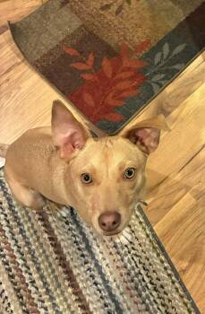 Terrier and Chiweenie Dogs Available for Adoption in Center Square, Pennsylvania - Lil Jack | PetCurious