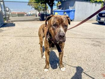 Pit Bull Terrier Dogs Available for Adoption in Santa Monica, California - LOVE | PetCurious